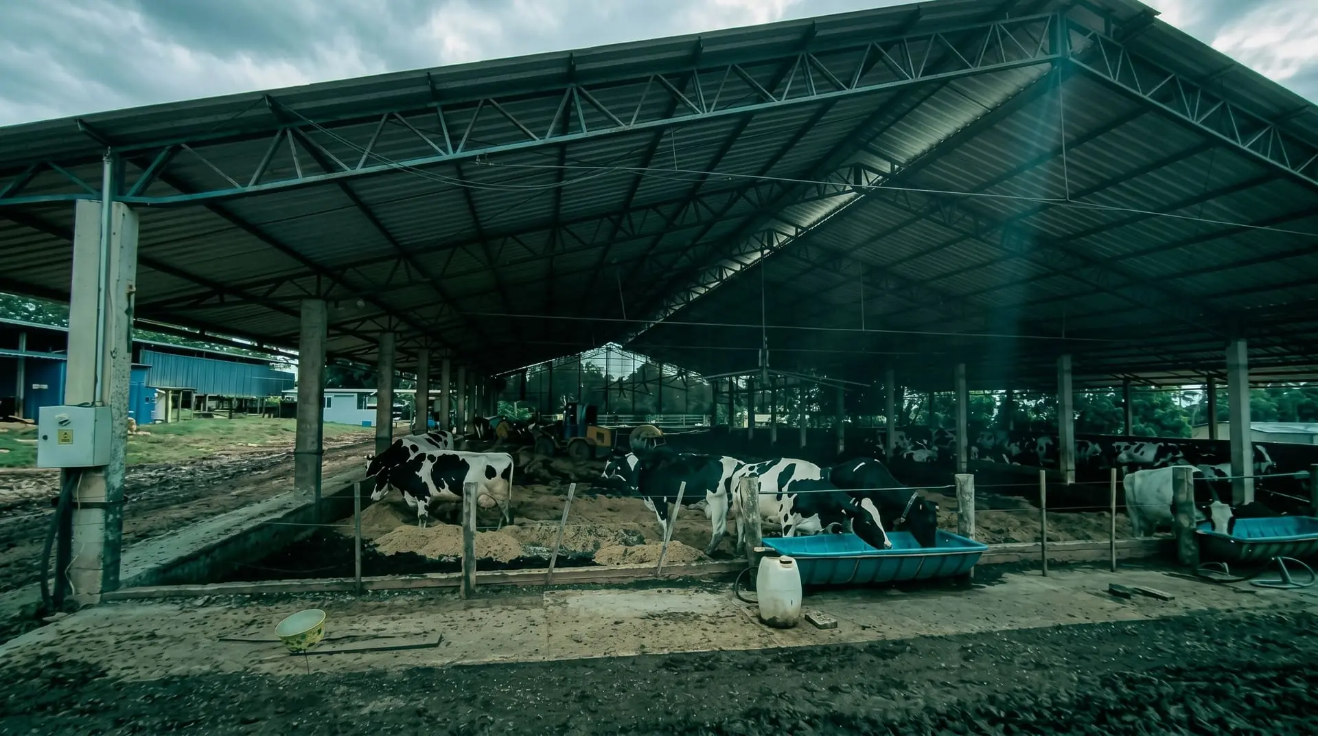 Fazenda MBV Agro — criação de vacas holandesas registradas em Angatuba, São Paulo