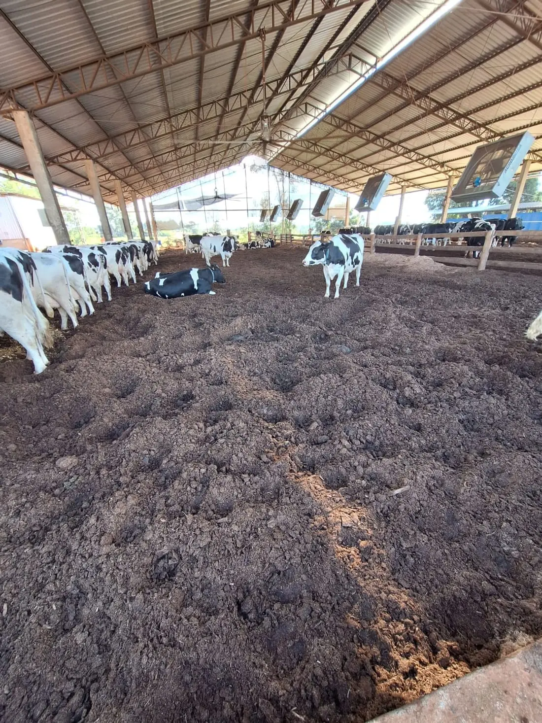 Composto Orgânico Esterco Bovino de Alta Qualidade — MBV Agro, Angatuba/SP (foto 1)
