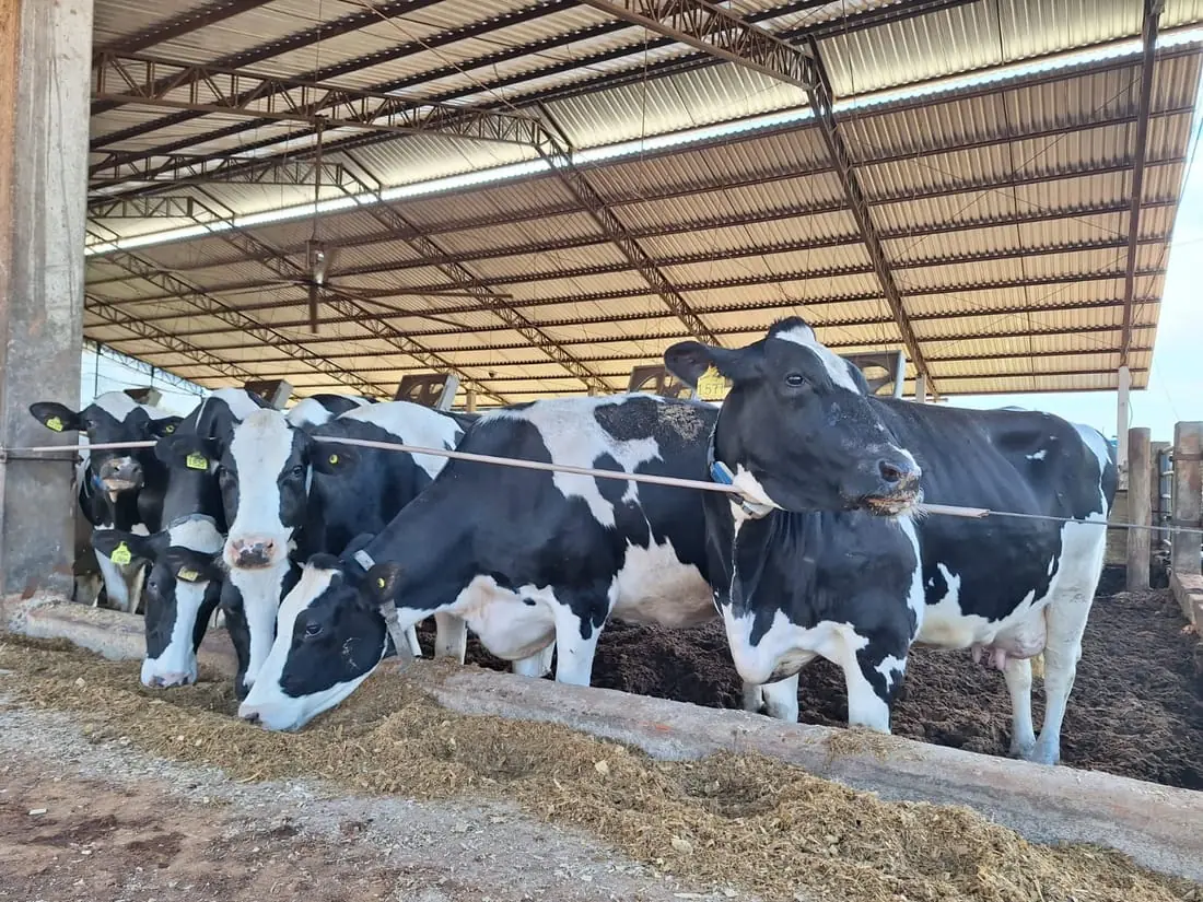 Vaca Holandesa registrada e genotipada da MBV Agro em Angatuba, São Paulo